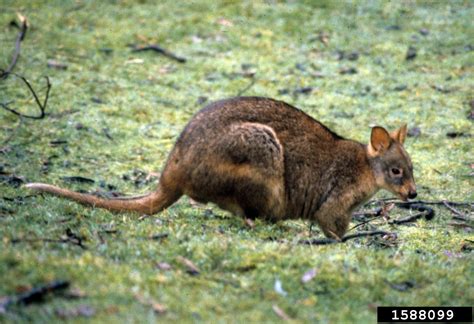 red-necked pademelon (Thylogale thetis)