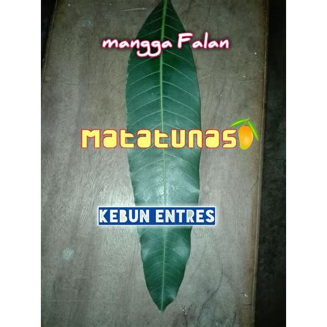 Jual Entres Mangga Falan Thunder Shopee Indonesia