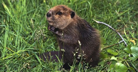 What Do Beavers Eat An Inside Look At These Herbivores