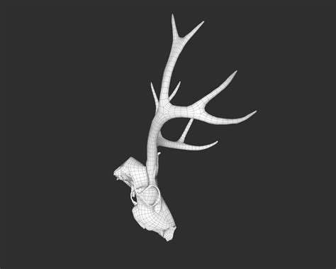 3d Model Deer Skull Vr Ar Low Poly Cgtrader