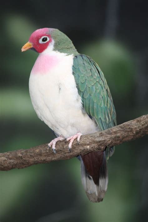 Jambu Fruit Dove Alchetron The Free Social Encyclopedia