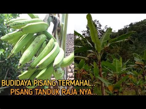 Berapa Lama Pohon Pisang Berbuah Khusus Pisang Tanduk Youtube