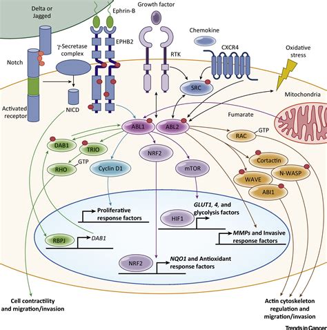 The Emerging Role Of Abl Kinases In Solid Tumors Trends In Cancer