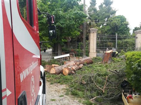 Penne Tagliati E Rimossi Due Alberi Pericolanti Rete8