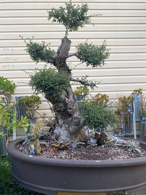 Shop All Hp Succulents Bonsai