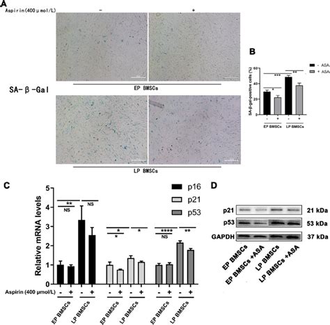 Aspirin Treatment Reduces Replicative Senescence Of Bm Mscs A