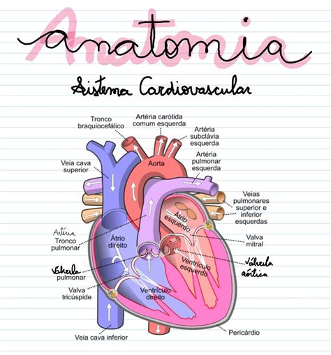 Anatomia Do Cora O Sistema Cardiovascular Cardiovascular Material