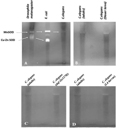 In situ SOD enzyme profiles in three different species. (A) Comparison... | Download Scientific ...