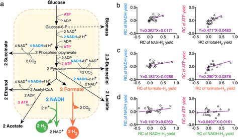 In Cellular Anaerobic Metabolism A Quantitative Relationships