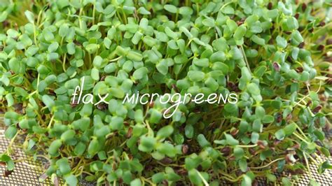 Flax Microgreens How To Grow Microgreens At Home From Start To