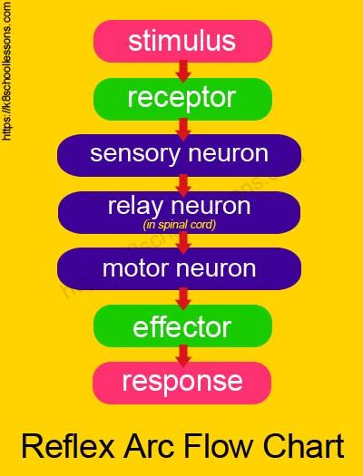 Reflex Actions Reflexes And Reactions Human Brain Facts