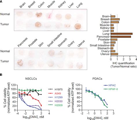 Frontiers Chimeric Antigen Receptor T Cells Are Effective Against