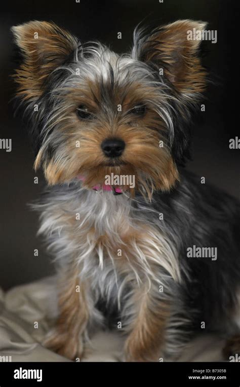 A Three Month Old Yorkshire Terrier Puppy Stock Photo Alamy