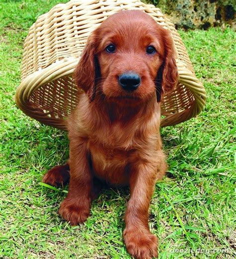 Cute puppy and dog: Irish setter puppy