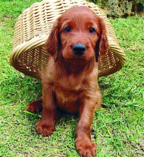 Cute Puppy And Dog Irish Setter Puppy