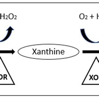 Purine metabolism pathway leading to the production of Uric acid [97 ...