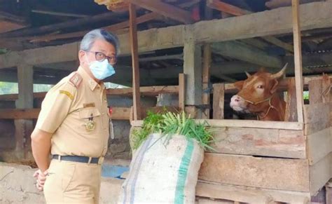 Sinjai Peringkat Pertama Rasio Kepadatan Sapi Di Sulsel FAJAR