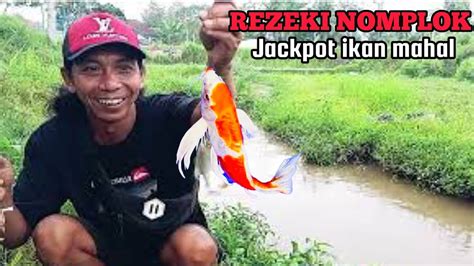 TAK TERDUGA STRAIKE IKAN MAS KOI SAAT MANCING NILEM MANCING