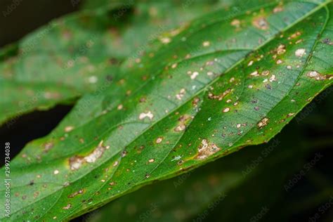 Symptoms of rust leaf disease caused by rust Puccinia Stock Photo | Adobe Stock