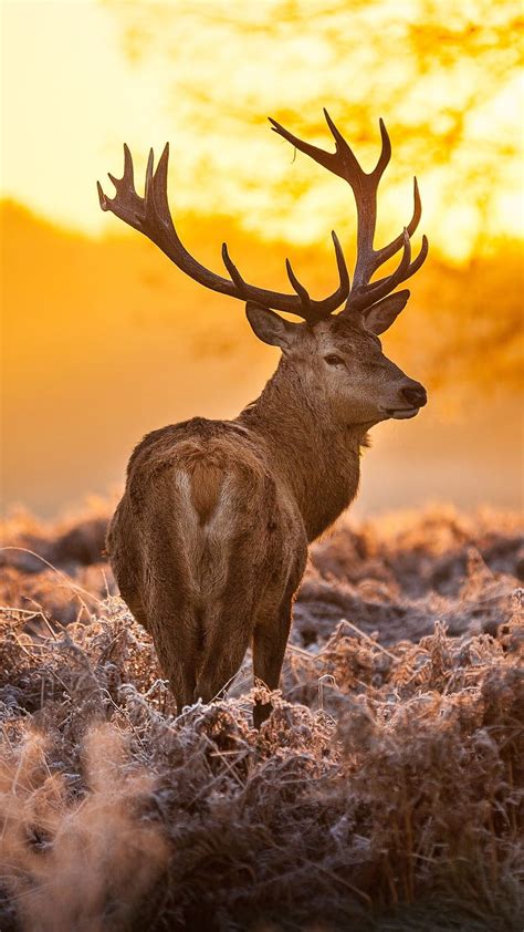 Red Deer Wallpaper