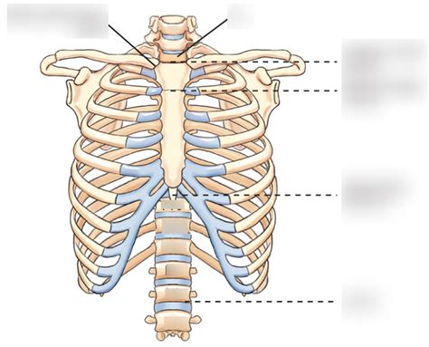 Bony Thorax Diagram Quizlet