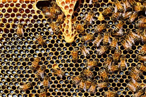 Des abeilles de plus en plus menacées OMPE Organisation Mondiale