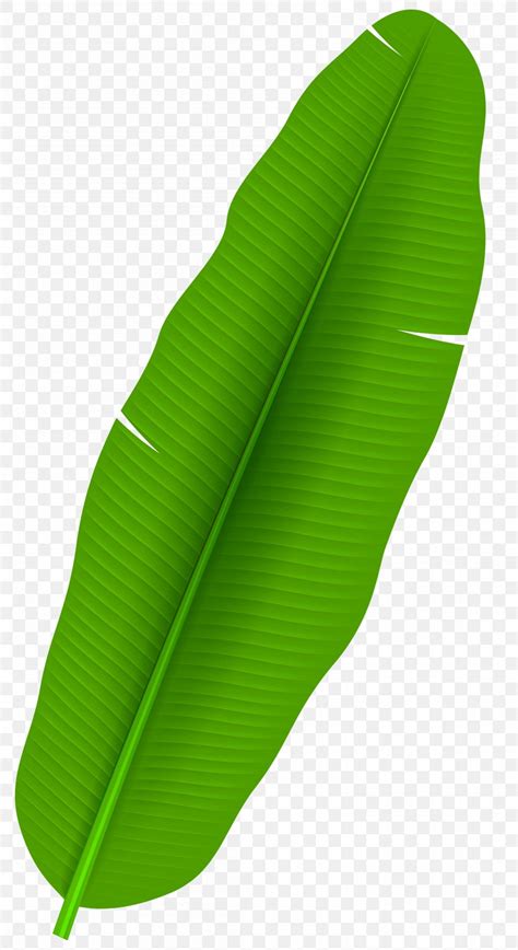 Banana Leaf Arecaceae Clip Art, PNG, 4363x8000px, Leaf, Arecaceae ...