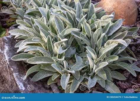 Stachys Byzantina Or Lambs Ears Stock Image Image Of Green Olympica