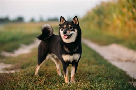 Shiba Inu Der Japanische Hund Mit Charakter Hundeinfoportal