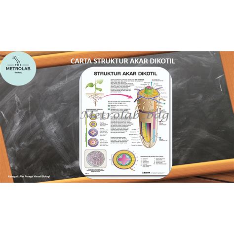 Jual Carta Struktur Akar Dikotil Uk 70 X 100 Cm Art Paper 230 Gr Dgn