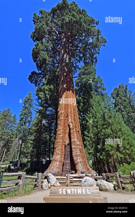 Sentinel Sequoia Tree at Sequoia National Park Stock Photo - Alamy