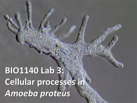 Amoeba Proteus 100x