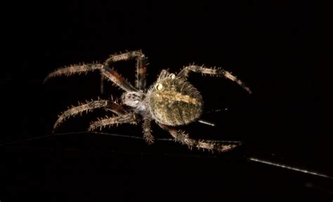 Araneus Diadematus By Aris M Le On Youpic