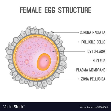 Egg Diagram Egg Structure Anatomy Diagram Chart Names Stock