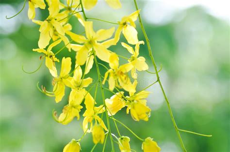 Cassia Fistula Leguminosae Caesalpinioideae Or Pudding Pine Or Indian