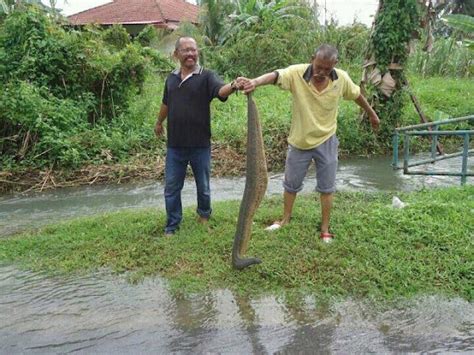 Omg Lintah Gergasi Di Perak Rupanya Ialah Ular Karung Guni 5