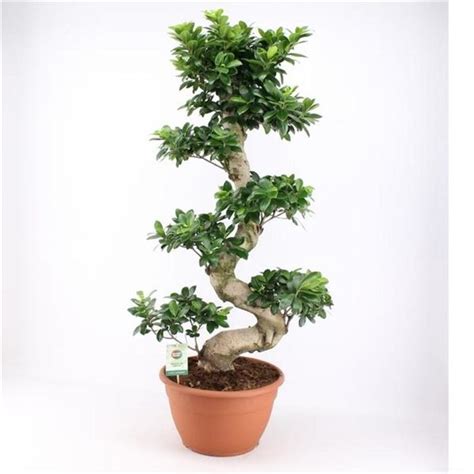 Bonsai Ficus Microcarpa Ginseng 100 Cm S Form Chinesische Feige