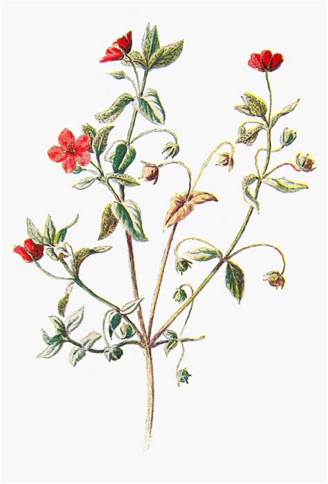 Scarlet Pimpernel Flower Drawing Best Flower Site