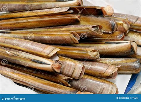 Razor Clams Stock Photo Image Of Food Delicacy Closeup 33508372