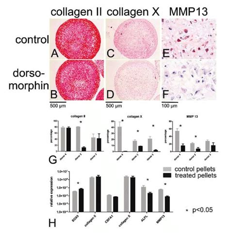 Immunohistochemistry And Gene Expression Of Bmsc Pellets At Day 35 Of