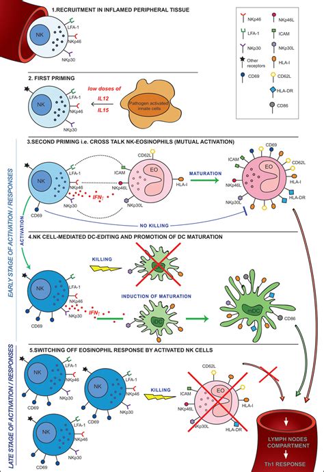 Frontiers The Innate Immune Cross Talk Between Nk Cells And