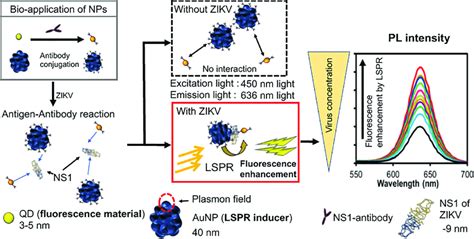 Schematic Representation Of The Lspr Amplified Immunofluorescence