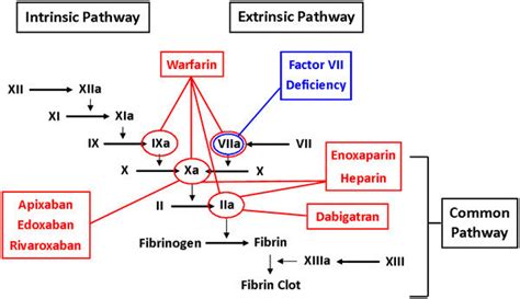 Effects of multiple anticoagulant medications on the coagulation ...