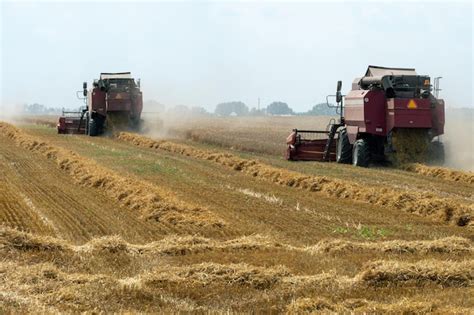 Uma Colheitadeira Est Trabalhando Em Um Campo De Trigo Colheita De