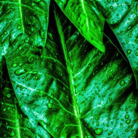 Una Hoja Verde Con Gotas De Agua Foto Premium