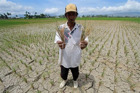 TANAMAN PADI MATI AKIBAT KEKERINGAN ANTARA Foto