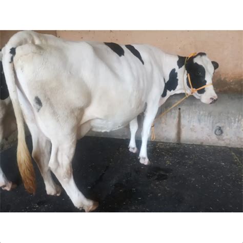 Black And White Pure Hf Cow At Best Price In Indri Om Cow Dairy Farm