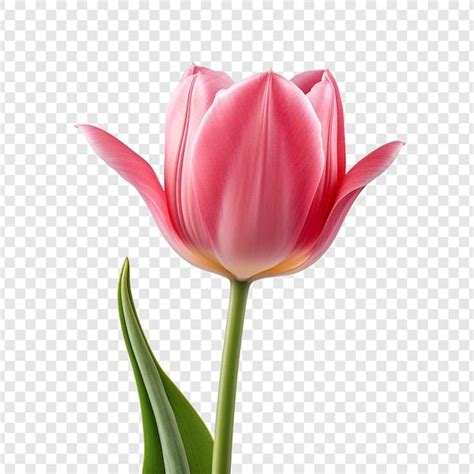 Psd Gratuito La Flor De Tulip N Png Aisl Free Psd Freepik