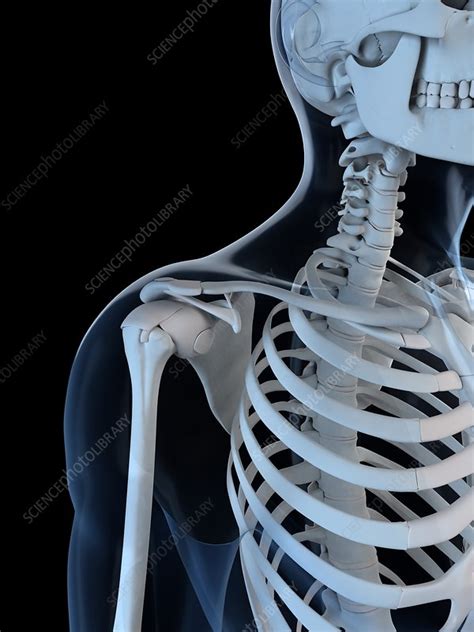 Upper Body Bones Artwork Stock Image F004 8114 Science Photo Library