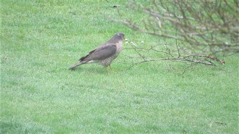 Sparrowhawk Vs Branch Youtube